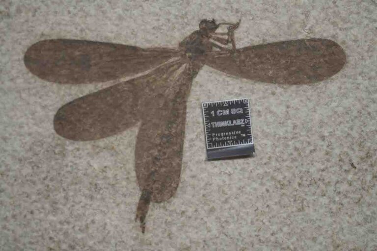 Micro Sandblasting for Fossils Restoration & Paleo Applications