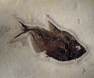 Fossil